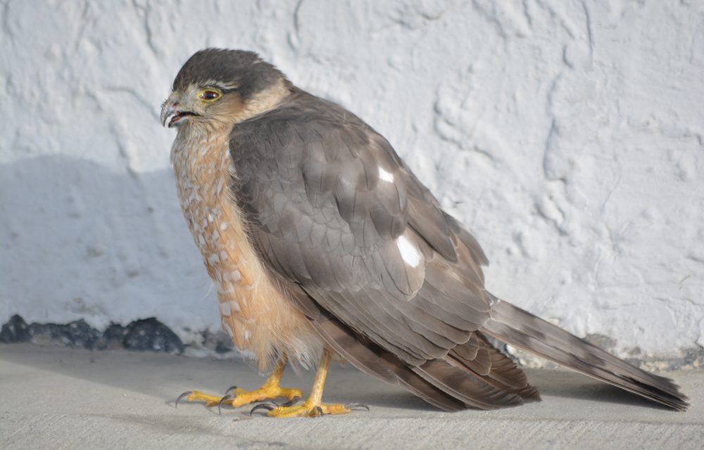 Hawk visits Main Street business