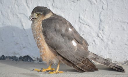Hawk visits Main Street business