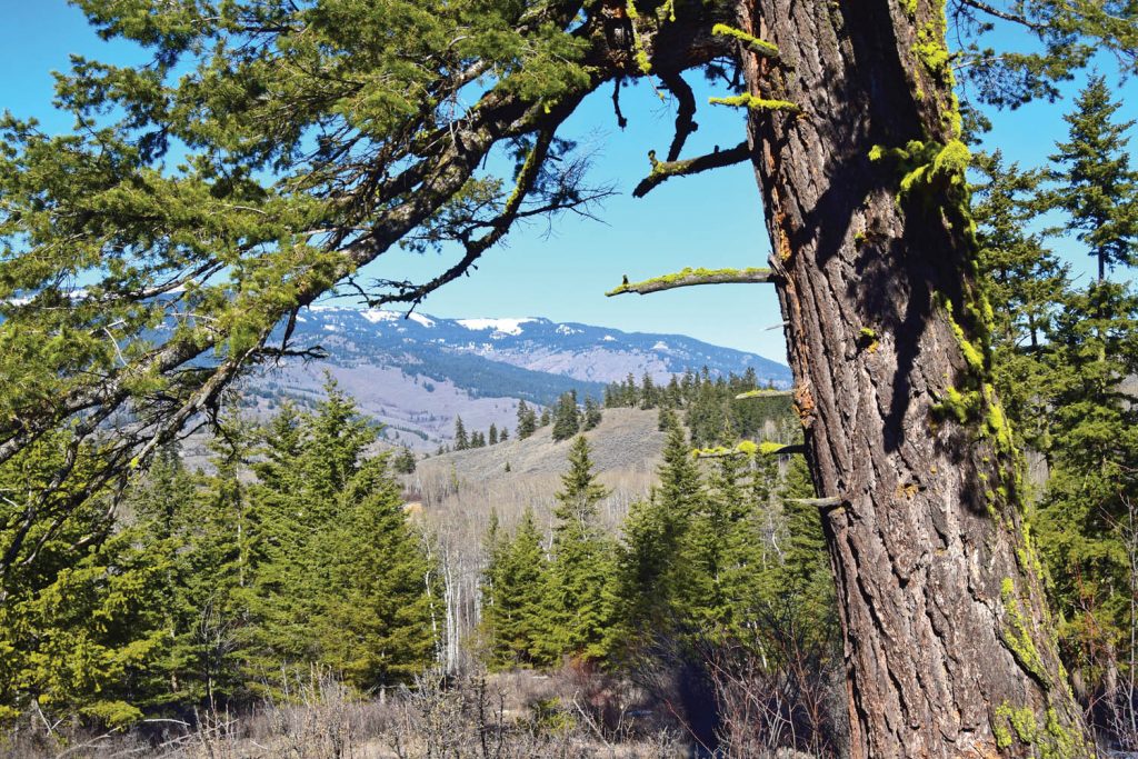 A view of the mountains from the Douglas fir forest on the Kit Carr property. (NCC photo)