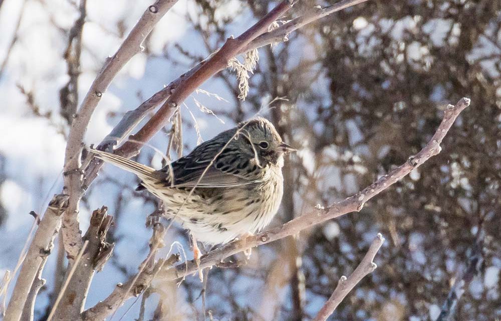 Cold weather affects bird count in Oliver/Osoyoos TimesChronicle.ca