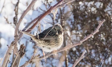 Cold weather affects bird count in Oliver/Osoyoos