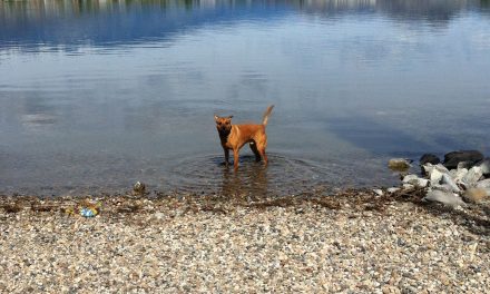 Town Council Approves Three Dog Swimming Areas Within Town Boundaries This Coming Summer