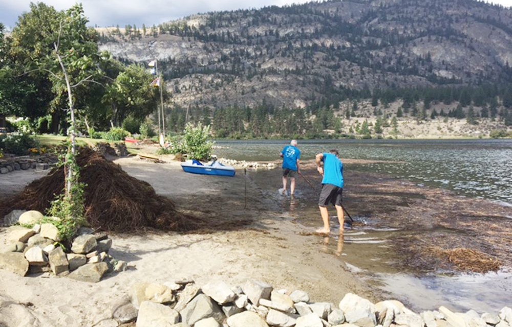 Vaseux Lake milfoil on water board’s radar
