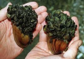Don’t expect local taxpayers to pay for mussel invasion, OBWB warns