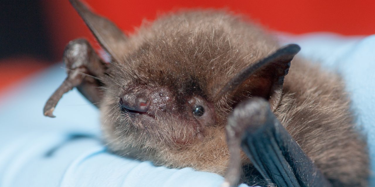 Researchers need help spotting bats to curb white-nose syndrome
