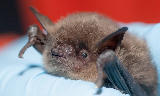 Researchers need help spotting bats to curb white-nose syndrome