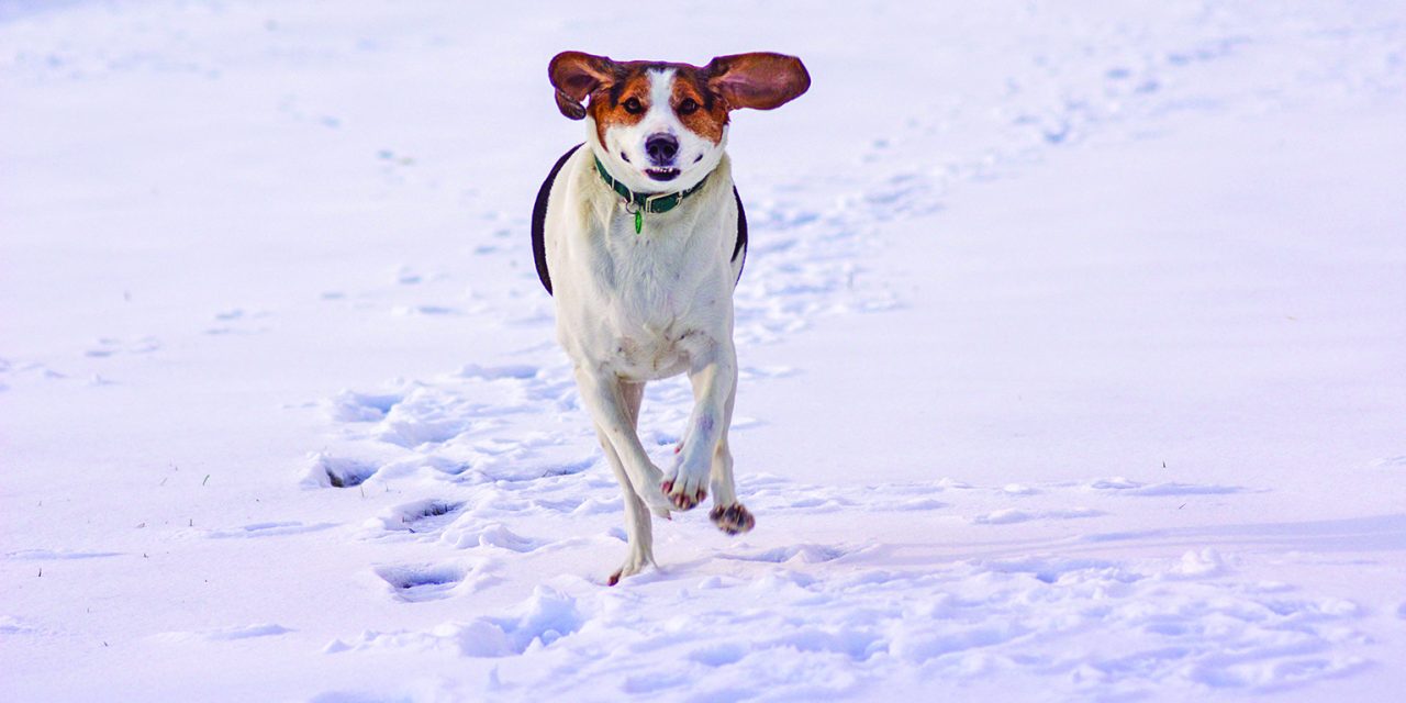 Deadline for dog licenses approaching