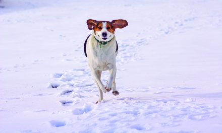 Deadline for dog licenses approaching