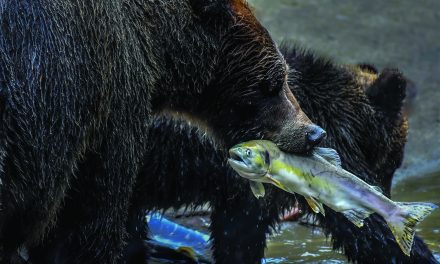 LETTER: To call wildlife conservation, or not to call