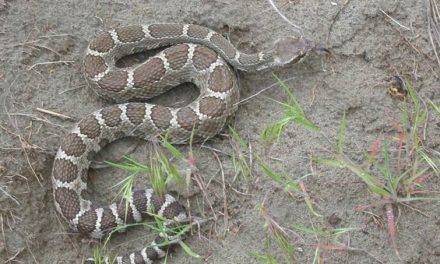 Beware of rattlesnakes and their bite this season
