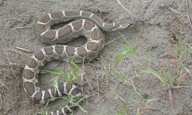 Beware of rattlesnakes and their bite this season