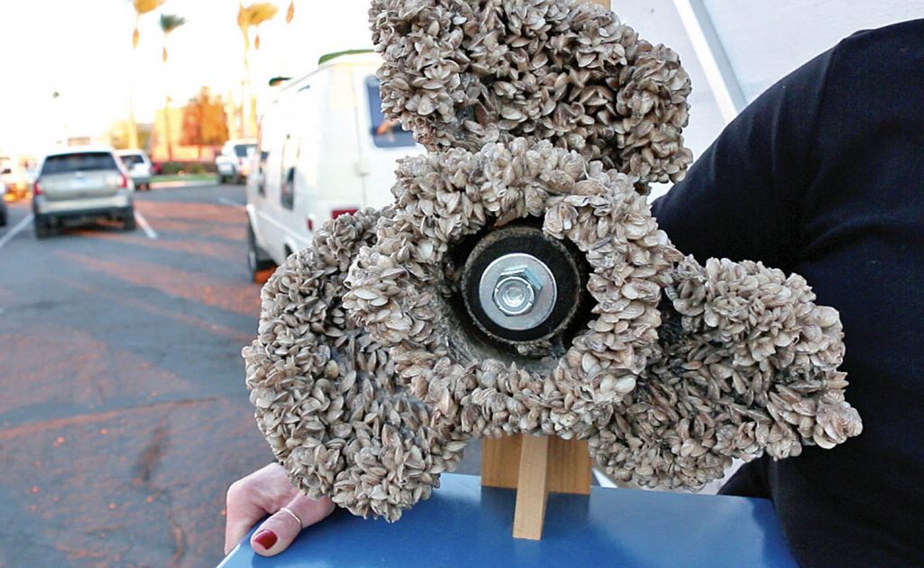 The provincial inspection program designed to ensure invasive mussels don’t land in B.C. lakes, rivers and streams intercepted 17 watercraft that were bringing adult invasive mussles into British Columbia this past boating season. More than 24,000 watercraft were inspected and 683 were identified as coming from a high-risk province or state. A news release didn’t say whether any of the mussels found on the 17 infected watercraft were still alive. (Supplied Photo).