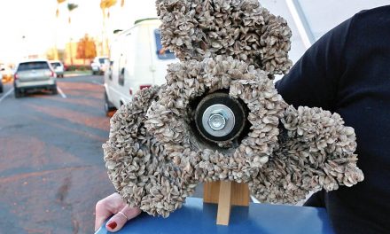 Provincial inspections intercept 17 boats carrying invasive mussels into province