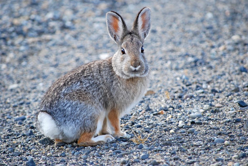 The Nuttall’s cottontail is a rabbit species which in B.C. is only found in the South Okanagan-Similkameen. It is sometimes observed at the Osoyoos Desert Centre. The Osoyoos Desert Society is celebrating this bunny in its Easter fundraiser at the Sage Pub on Saturday. (Justin Wilde photo)