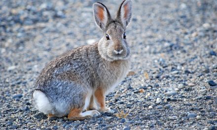 Desert Society’s Easter fundraiser celebrates local bunny