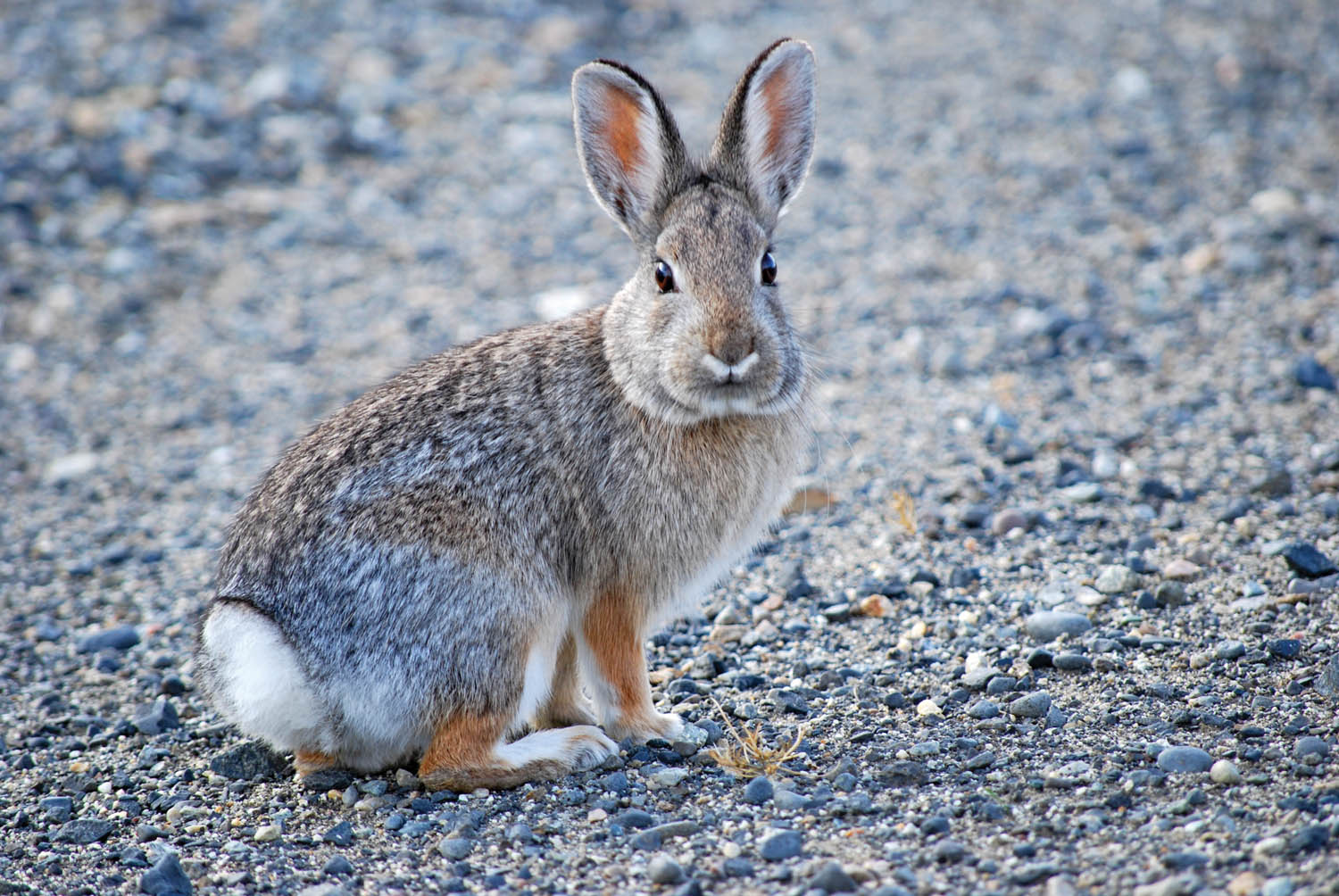 Desert Society S Easter Fundraiser Celebrates Local Bunny Timeschronicle Ca