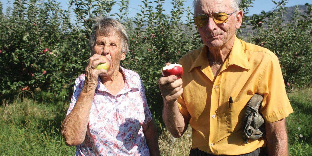 Local apple growers’ Okana breed remains very popular one year after hitting market