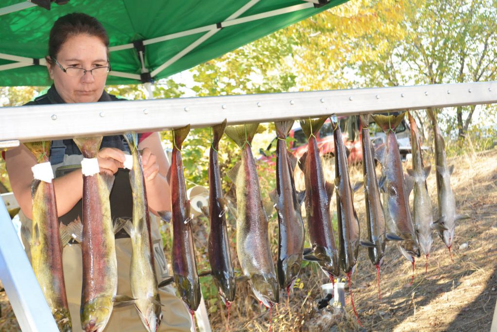 Okanagan Nation Alliance hatchery technician Doddi Terbasket prepared a group of hanging sockeye during the monitoring program last week. (Lyonel Doherty photo)