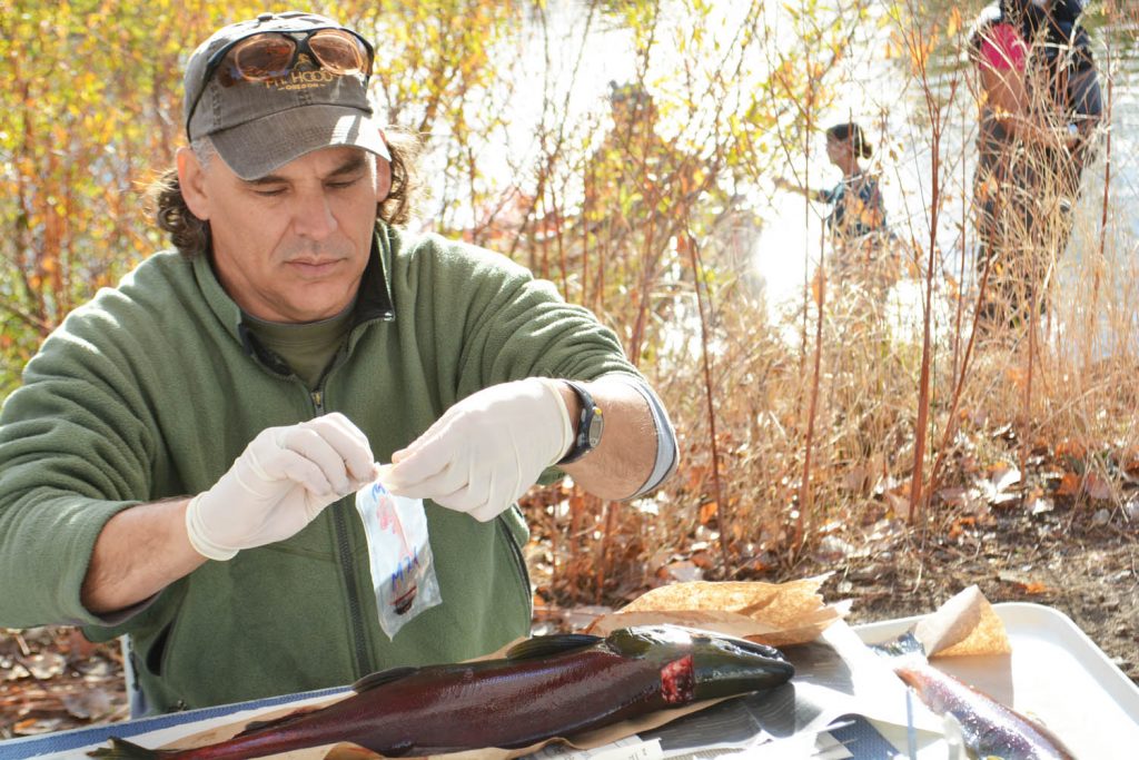 Research technician Jon Richard takes samples of the sockeye to determine if the salmon have any diseases or bacteria. (Lyonel Doherty photo)