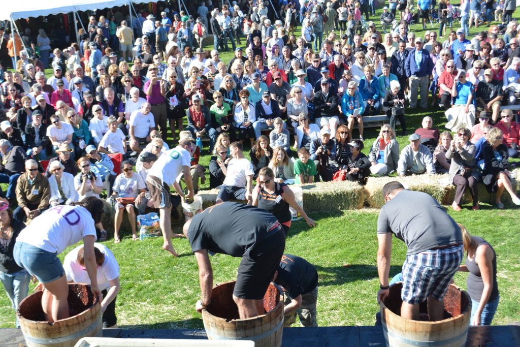 It was another record-breaking year for Festival of the Grape in Oliver on October 4. Here, all eyes are on the Grape Stomp Competition, which was won by the Walnut Beach Resort "Nut Crushers" from Osoyoos. (Lyonel Doherty photo)