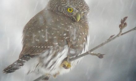 Bird enthusiasts to conduct census on New Year’s Eve