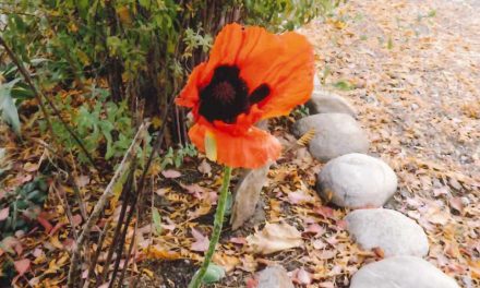 Poppy blooms in Oliver