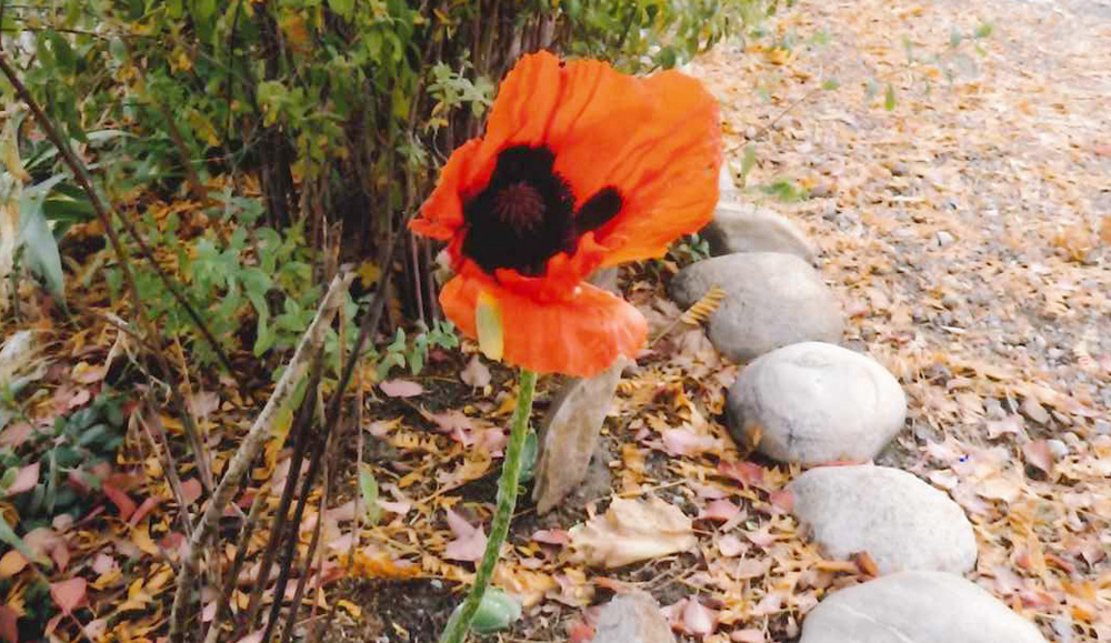 Poppy blooms in Oliver