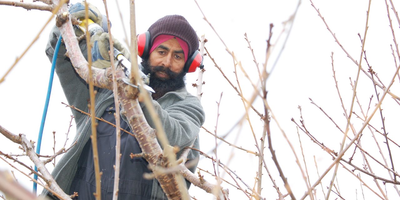 ‘Back to square one’ for fruit growers and foreign workers