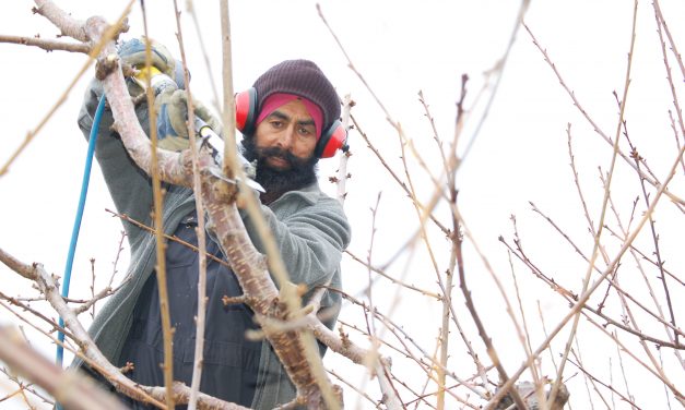 ‘Back to square one’ for fruit growers and foreign workers