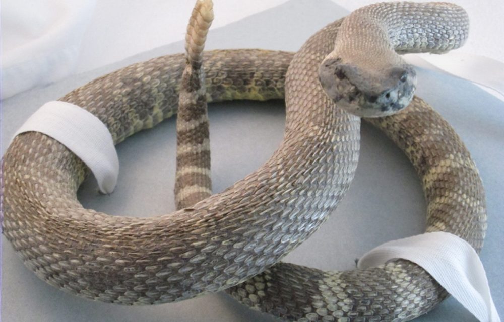 Museum hosts ‘Species at Risk’ exhibition