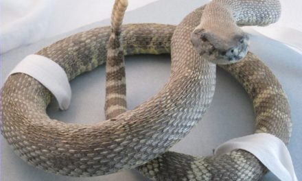 Museum hosts ‘Species at Risk’ exhibition