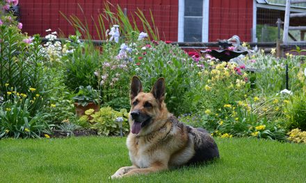 Creating an outdoor sanctuary