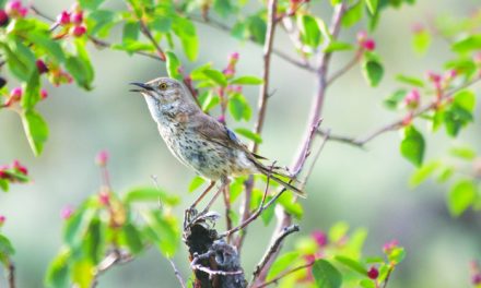 Nature Conservancy acquires local grasslands