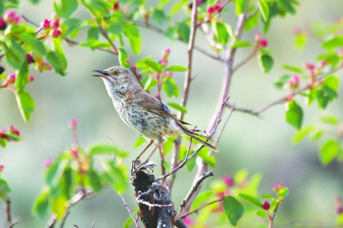 Nature Conservancy acquires local grasslands