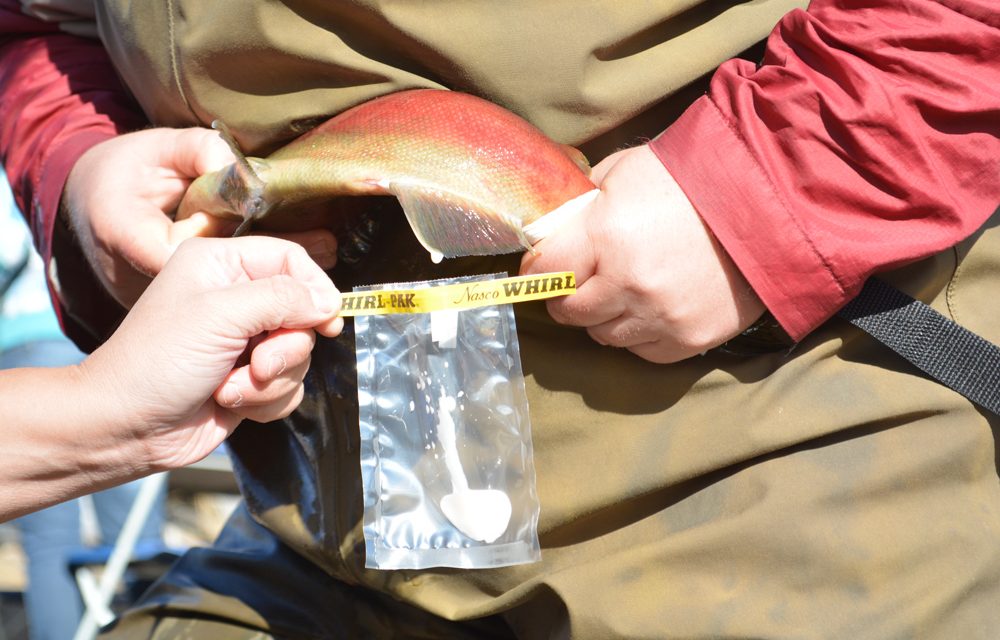 Technicians, biologists help salmon’s future