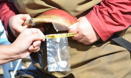 Technicians, biologists help salmon’s future