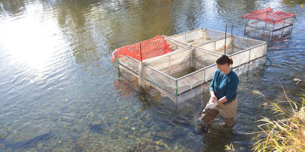 Kokanee seemingly spawning earlier than normal