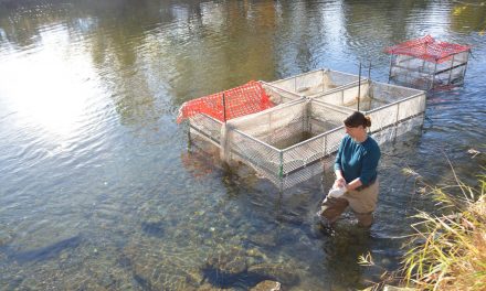 Kokanee seemingly spawning earlier than normal