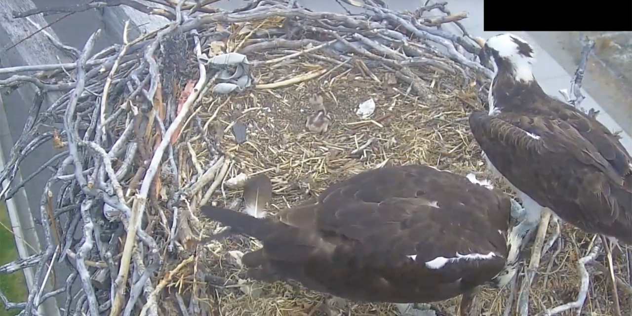 Second osprey hatched