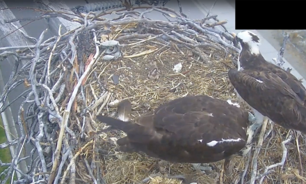 Second osprey hatched