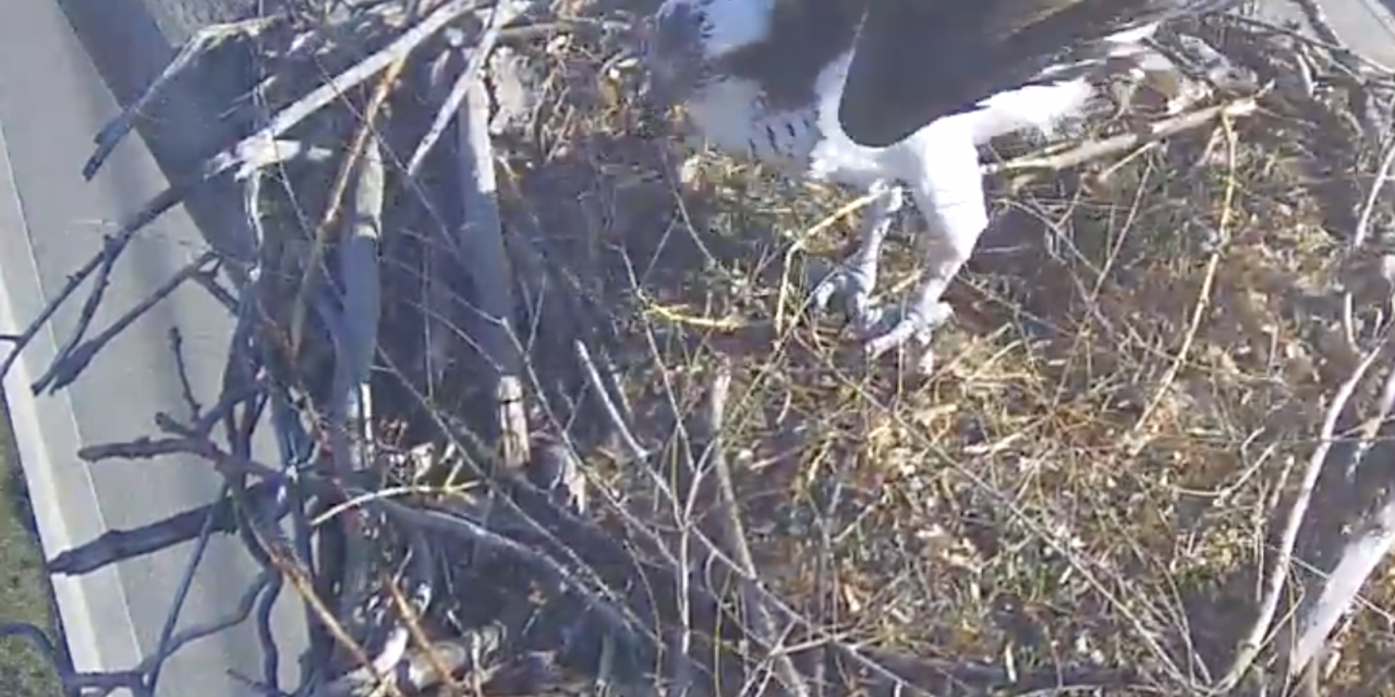 Osoyoos Osprey cam goes live