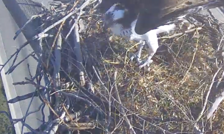 Osoyoos Osprey cam goes live