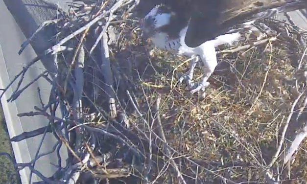 Osoyoos Osprey cam goes live