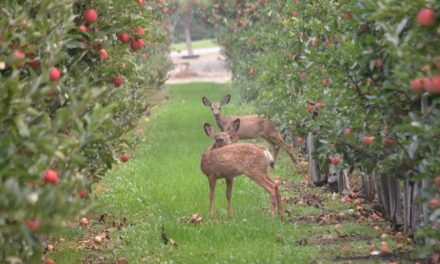 Wildlife sightings on the rise amid seasonal changes and COVID-19
