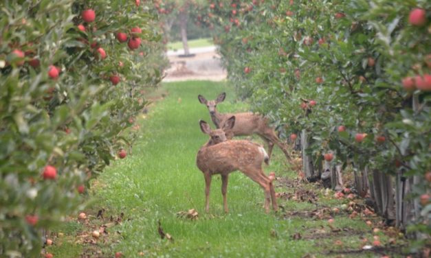 Okanagan deer tests negative for chronic wasting disease