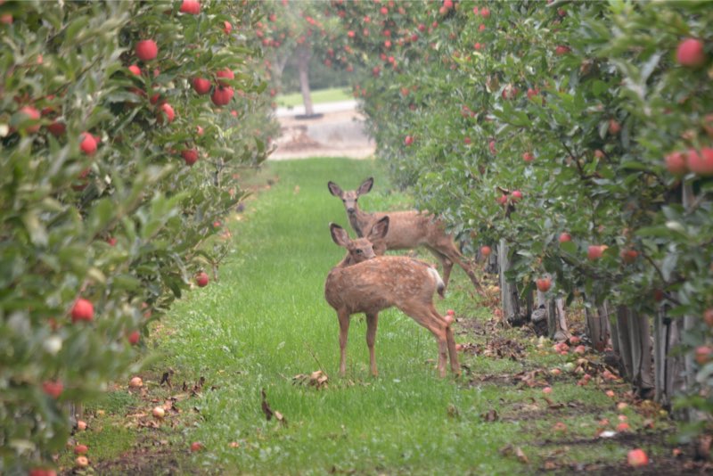 Wildlife Sightings On The Rise Amid Seasonal Changes And Covid 19 Timeschronicle Ca