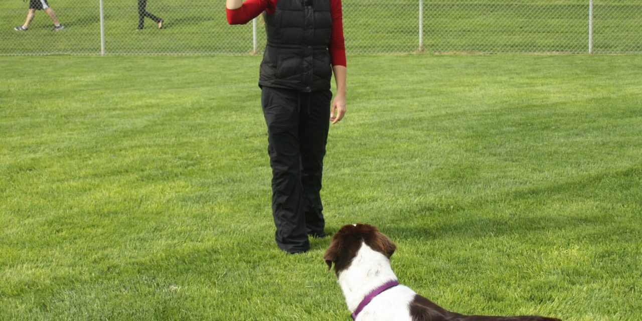 Staff report recommends repurposing dog park into ball diamond, while having two off-leash parks on either side of town