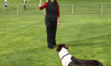 Staff report recommends repurposing dog park into ball diamond, while having two off-leash parks on either side of town