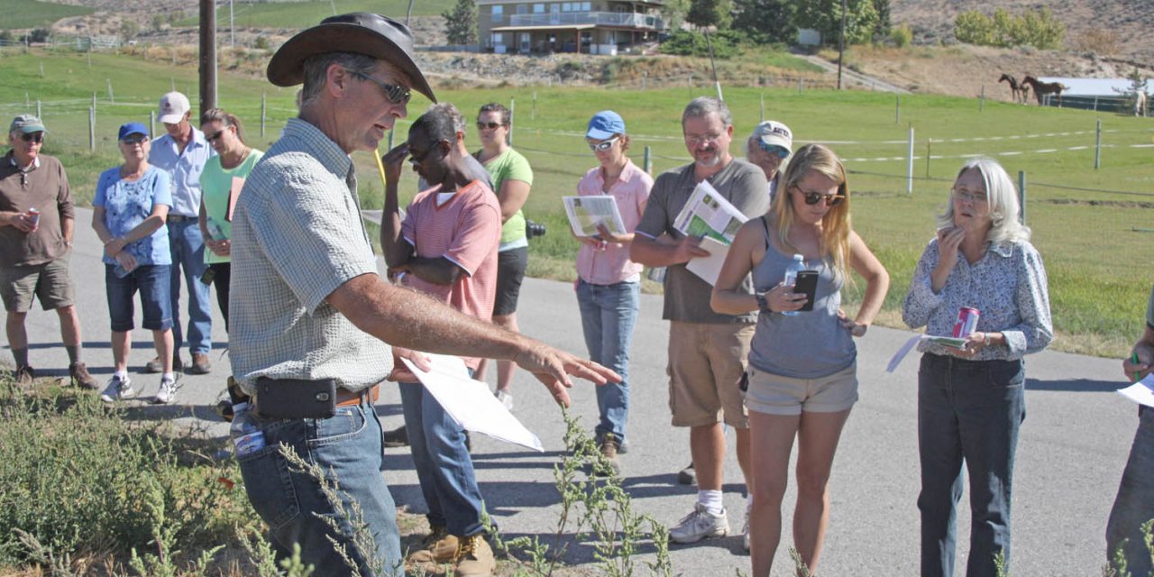Pilot project to try and control invasive puncturevine showing some promise