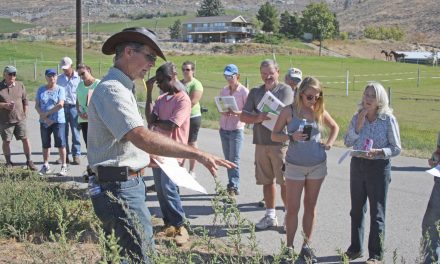 Pilot project to try and control invasive puncturevine showing some promise